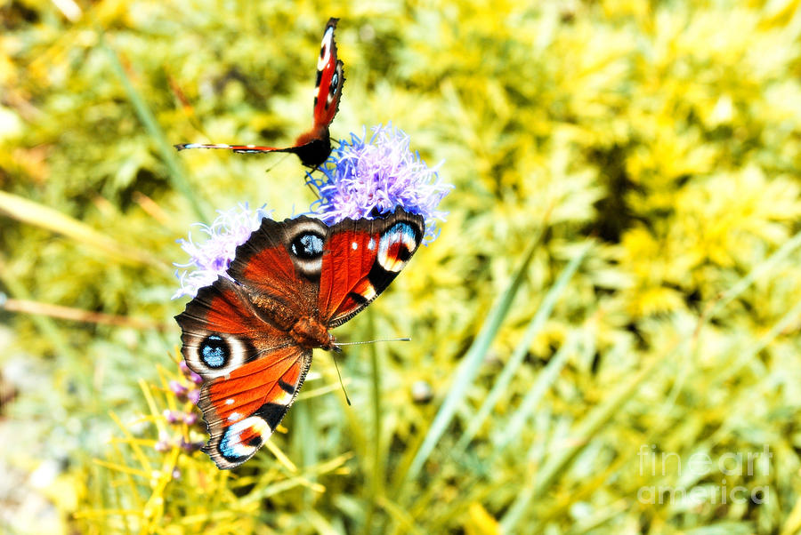 Peacock butterflies Photograph by Martin Capek