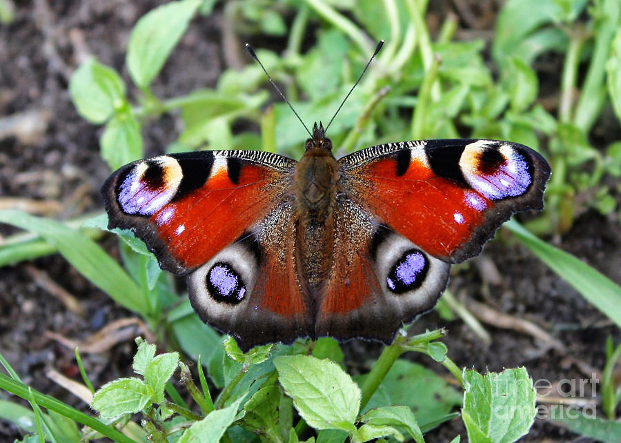 Peacock Butterfly Photograph By Carol Groenen Fine Art America 0970