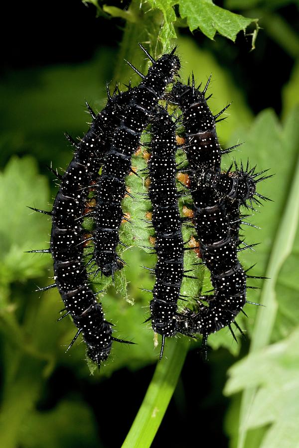 Wildlife Photograph - Peacock Butterfly Caterpillars by Bob Gibbons