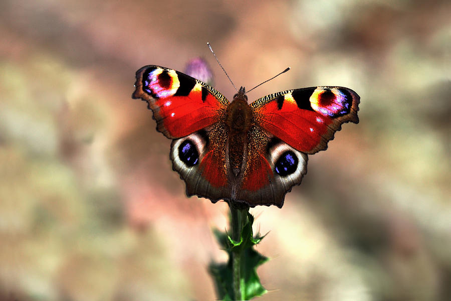 Peacock butterfly Photograph by Gavin Macrae