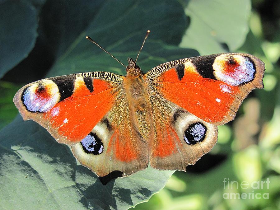 Nature Photograph - Peacock Butterfly by Halyna  Yarova