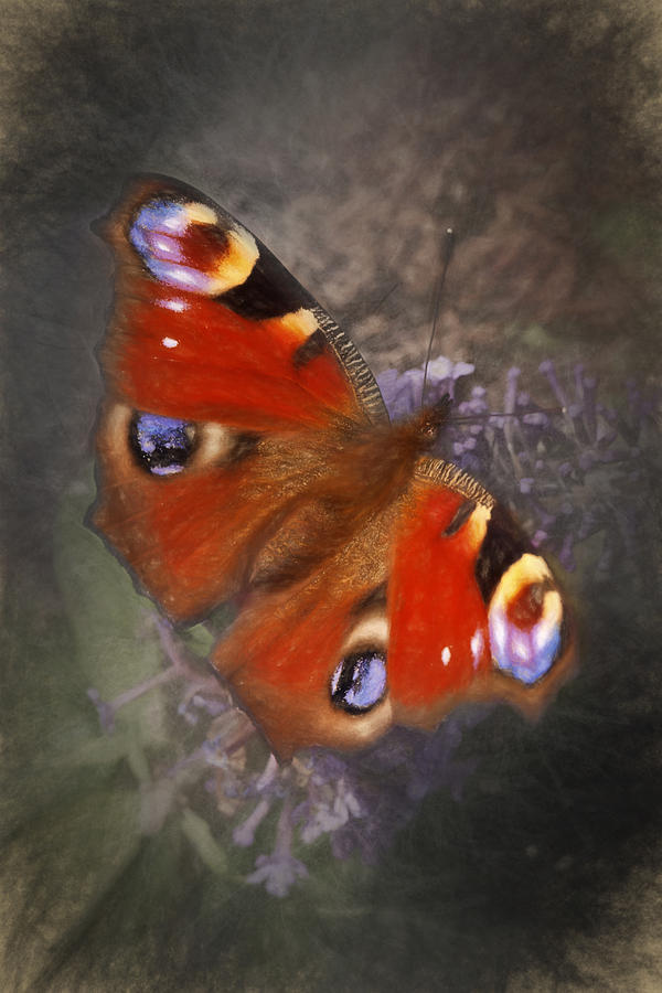 Peacock butterfly Digital Art by Ian Merton