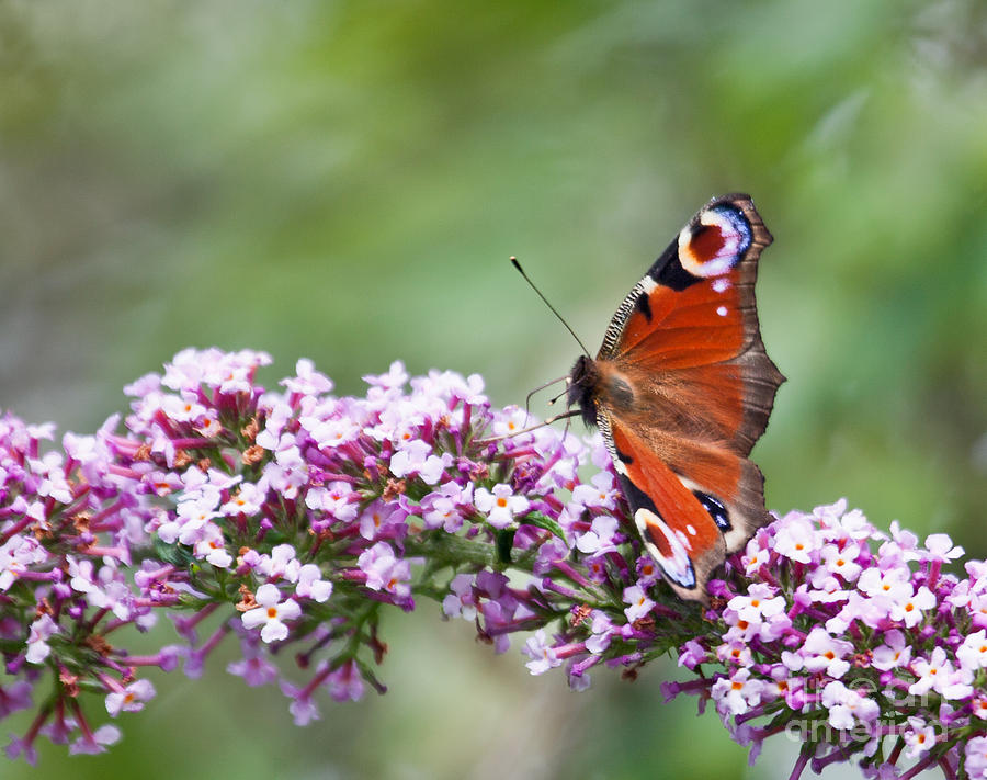 Peacock Butterfly  Inachis io  on Buddleia Photograph by Liz Leyden