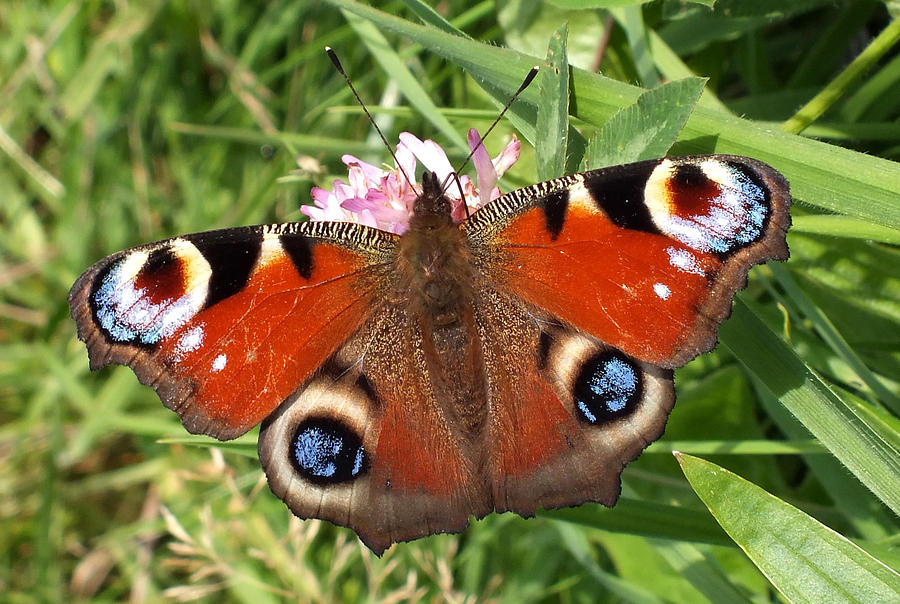 Peacock Butterfly Photograph by John Topman