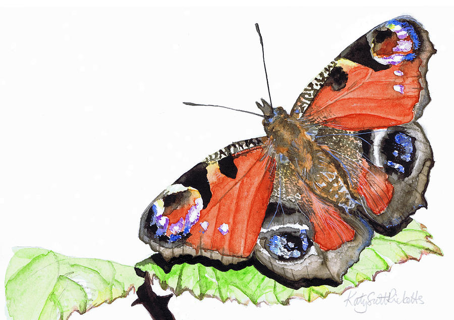Butterfly Painting - Peacock Butterfly by Katy Scott Ricketts