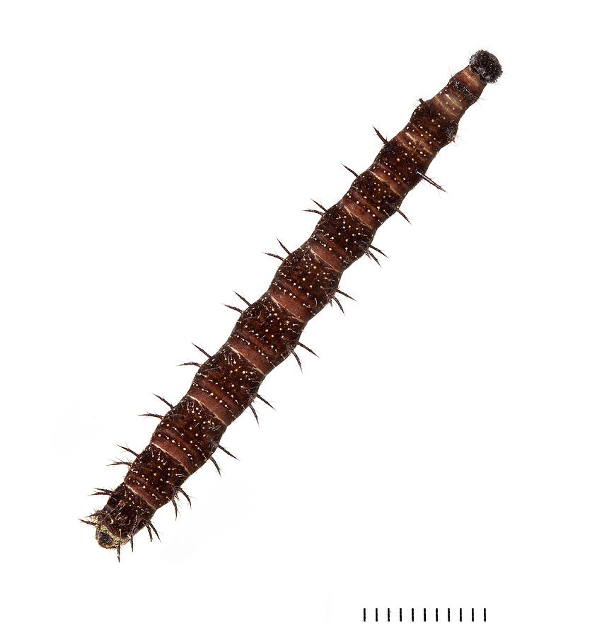 Peacock Butterfly Larva Photograph by Natural History Museum, London