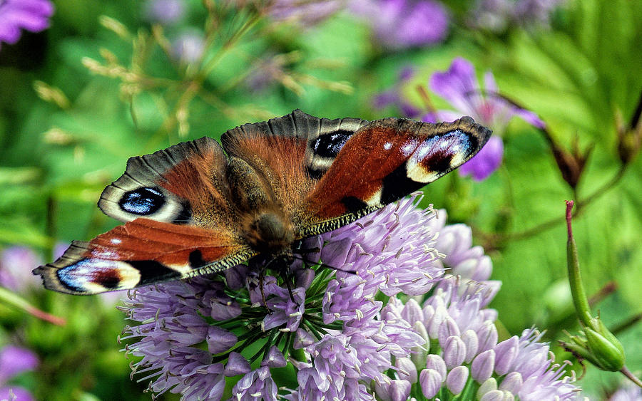Peacock Butterfly Photograph by Lynn Bolt