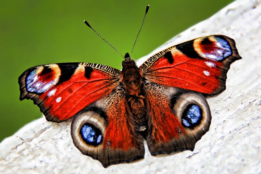 Up Movie Photograph - Peacock Butterfly by Mariola Bitner
