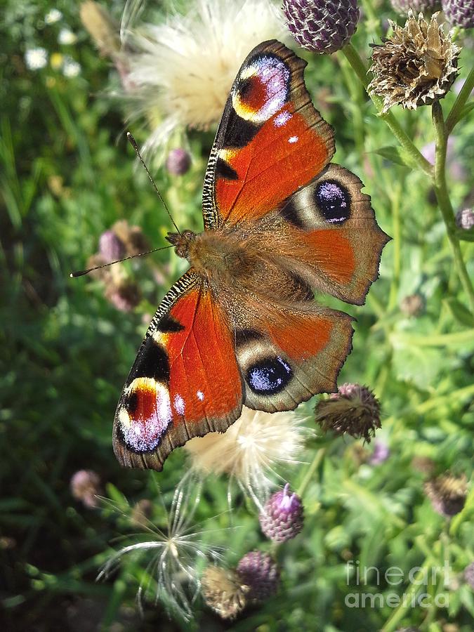 Peacock Butterfly  Photograph by Martin Howard
