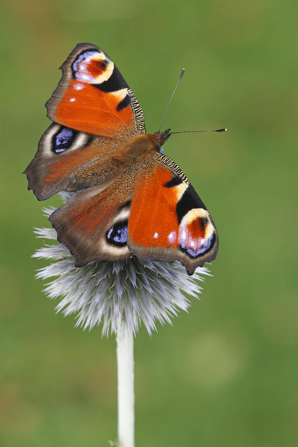 Peacock Butterfly Netherlands Photograph by Silvia Reiche