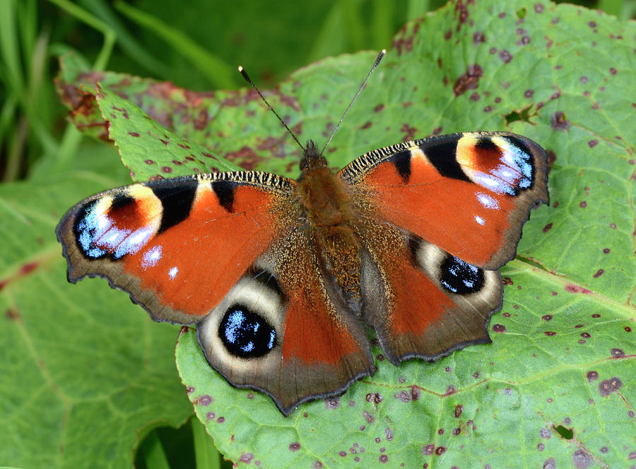 Peacock Butterfly Photograph by Nigel Downer