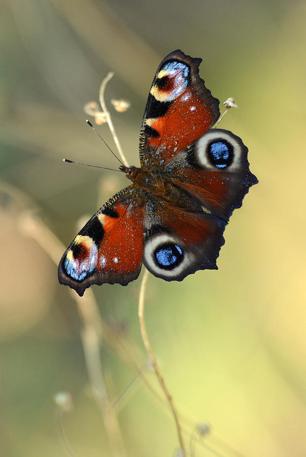 Peacock butterfly on a dried flower Photograph by Jaroslaw Blaminsky