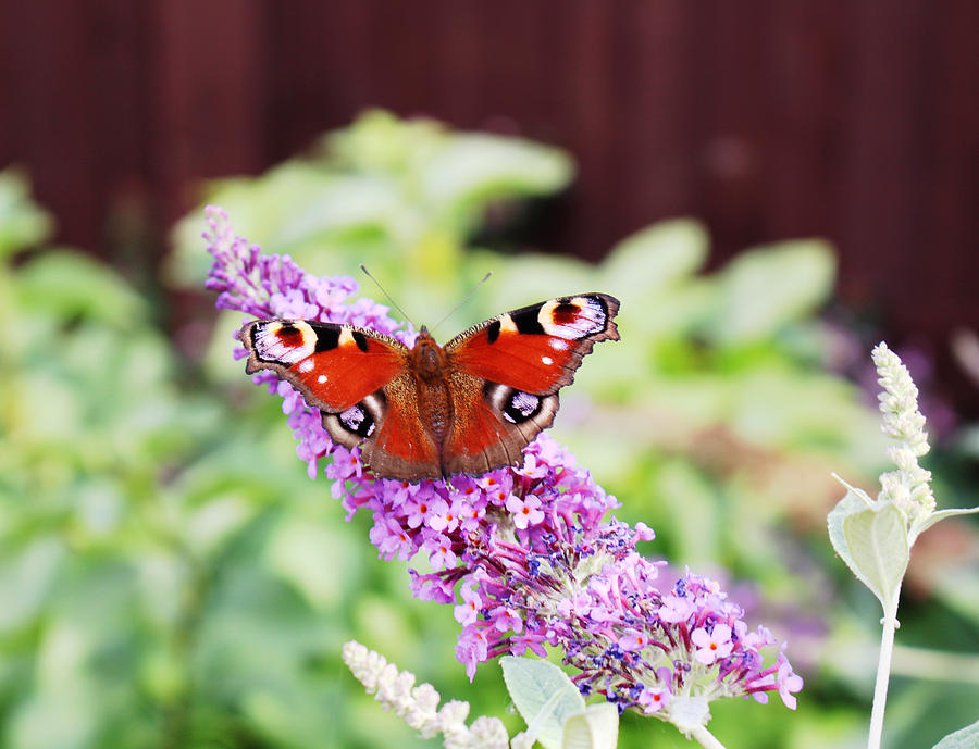 peacock butterfly on Buddleia plant Photograph by Tom Conway