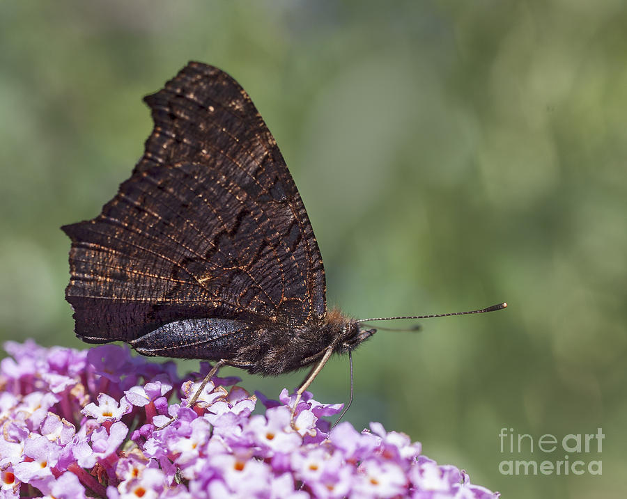 Peacock Butterfly on Buddleija Photograph by Liz Leyden