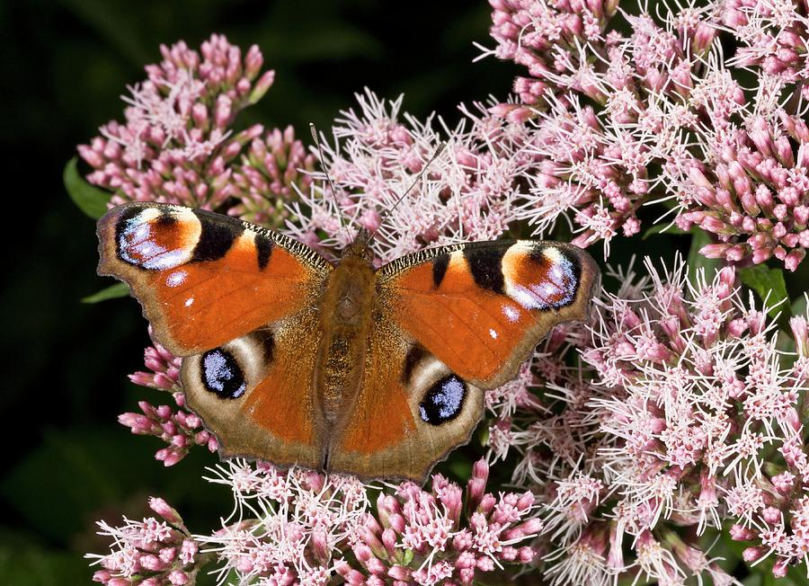 Wildlife Photograph - Peacock Butterfly On Hemp Agrimony by Bob Gibbons