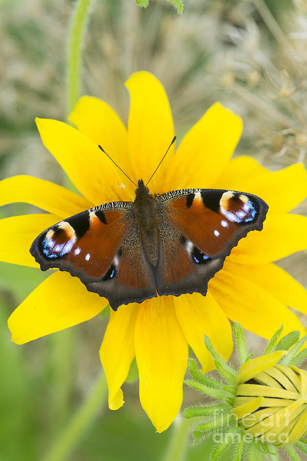 Peacock Butterfly on Rudbeckia Flower  Photograph by Tim Gainey