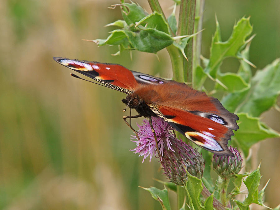 Peacock Butterfly on Thistle Photograph by Gill Billington