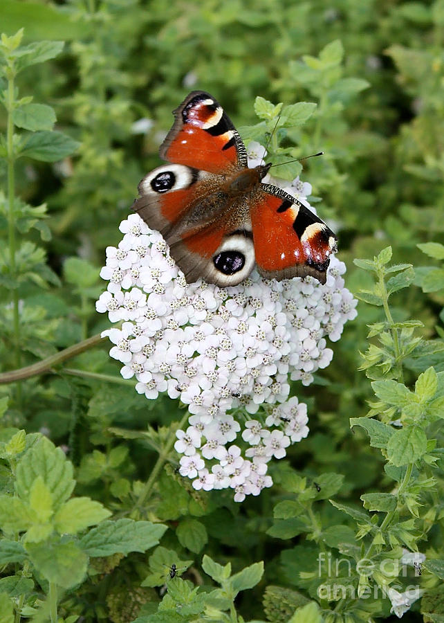 Peacock Butterfly on White Flower Photograph by Carol Groenen