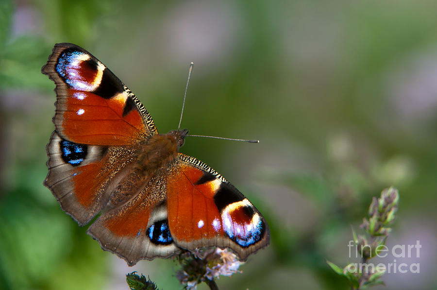 Peacock butterfly Photograph by Torbjorn Swenelius