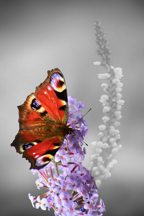 Peacock Butterfly Photograph by Veli Bariskan