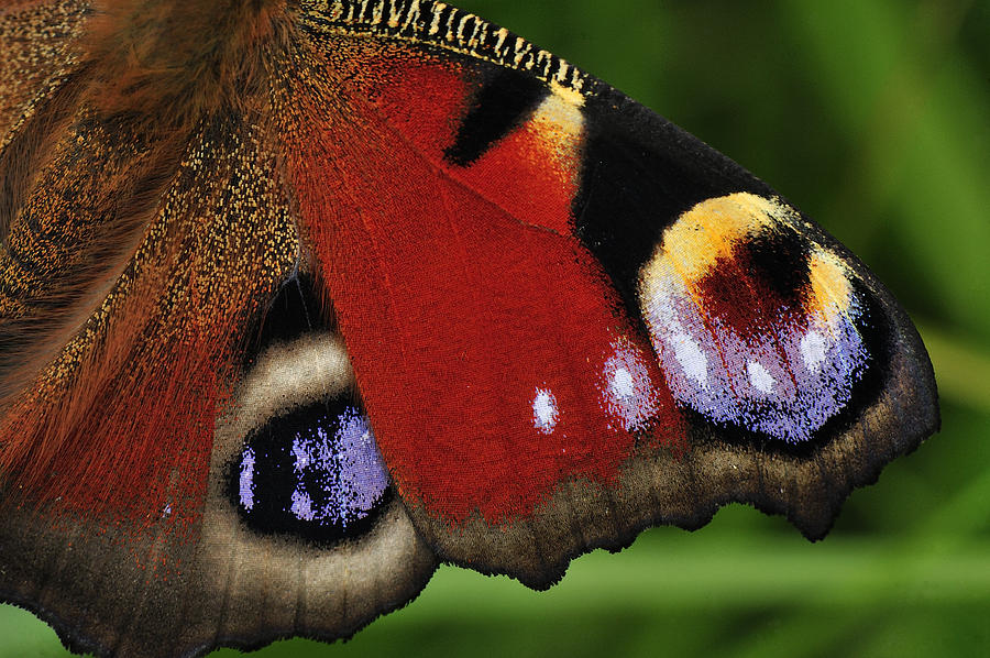 Peacock Butterfly Wing Detail Photograph by Thomas Marent