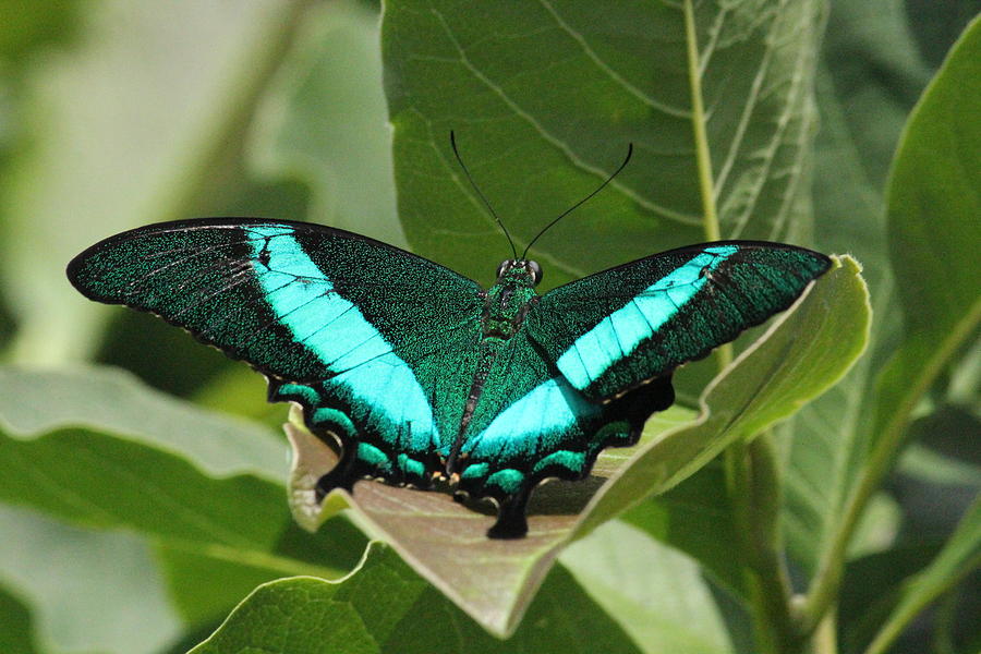 Peacock Butterfly Wings Photograph by Rosanne Jordan | Fine Art America