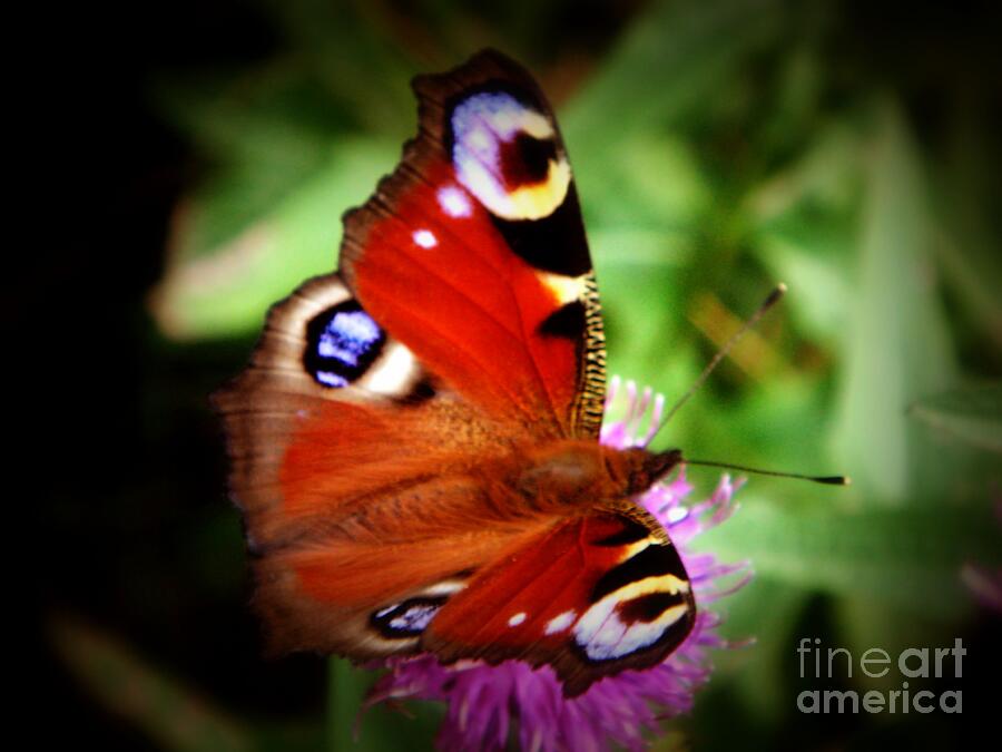 Peacock Butterfly Photograph by Yvonne Johnstone