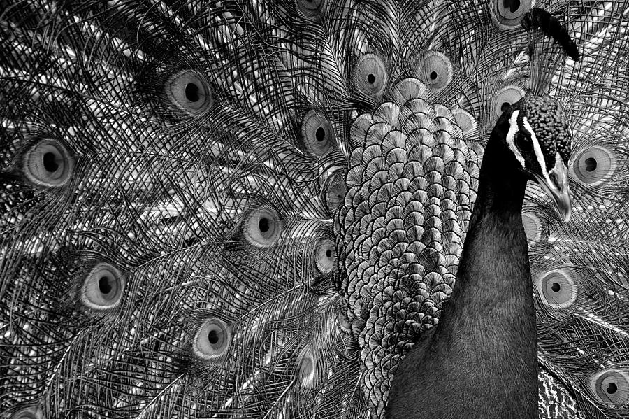 Peacock BW Photograph by Ron White