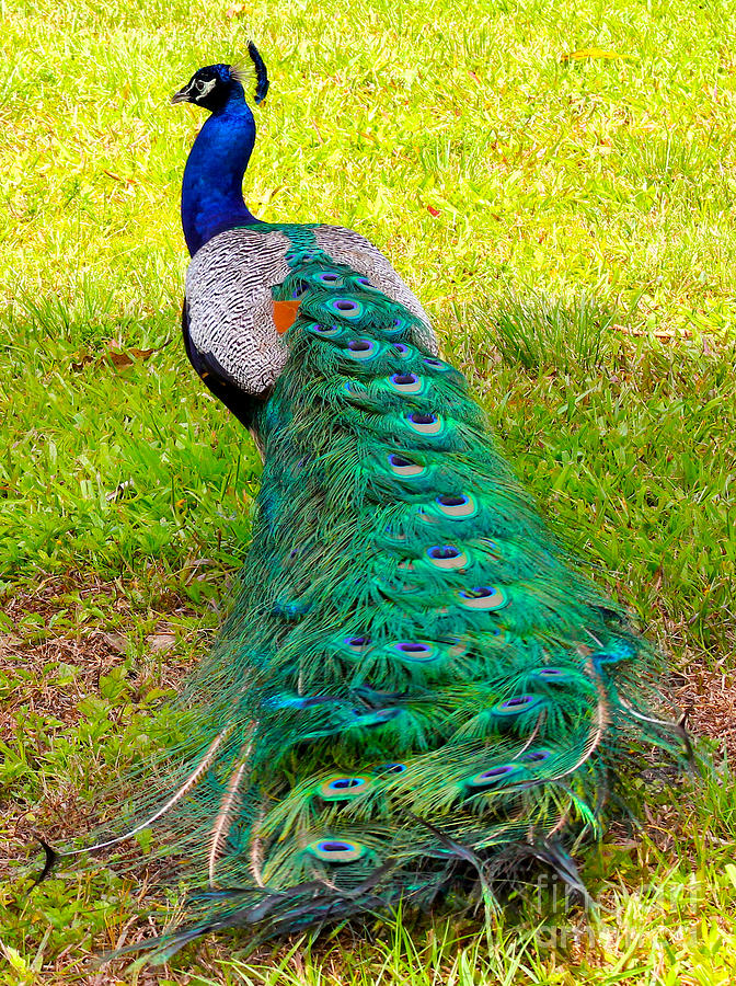 Peacock Photograph by Carey Chen