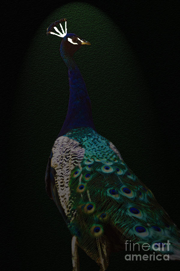 Peacock Photograph by Cassandra Buckley