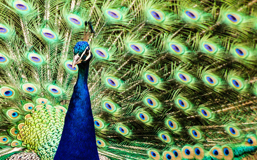 Peacock Photograph by Cathy Donohoue