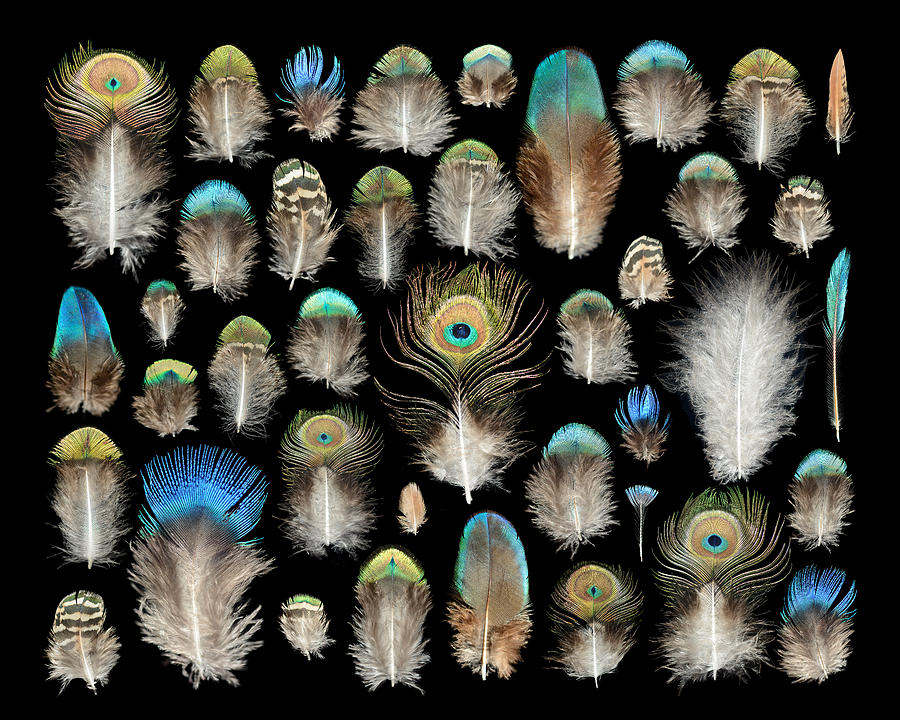 Feather Mixed Media - Peacock by Chris Maynard