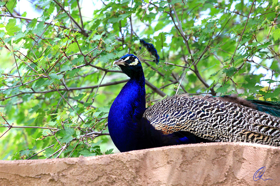 Peacock Photograph by Chris Thomas