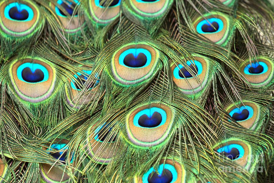 Peacock Feathers Photograph - Peacock Circles by Adam Jewell