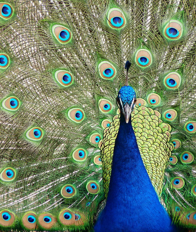 Peacock Close Full Display Photograph by Jeff Lowe