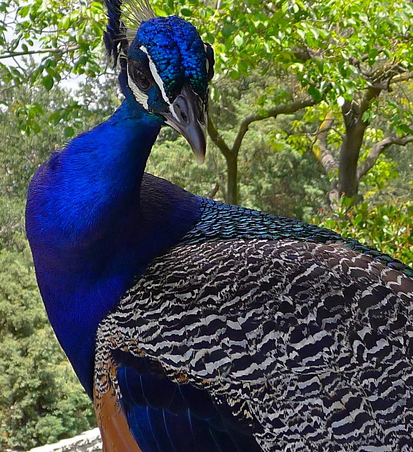 Peacock Close-up Photograph by Denise Mazzocco