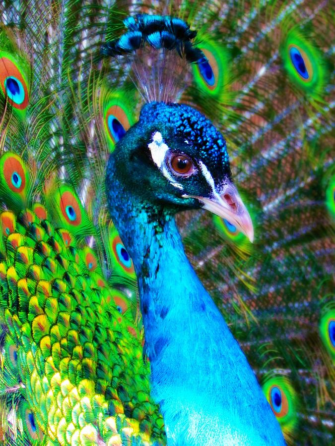 Peacock Close-up by Renee Fields