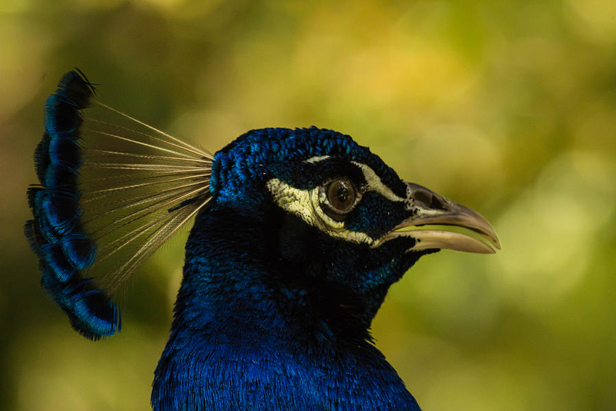 Peacock Closeup Photograph by George Kenhan