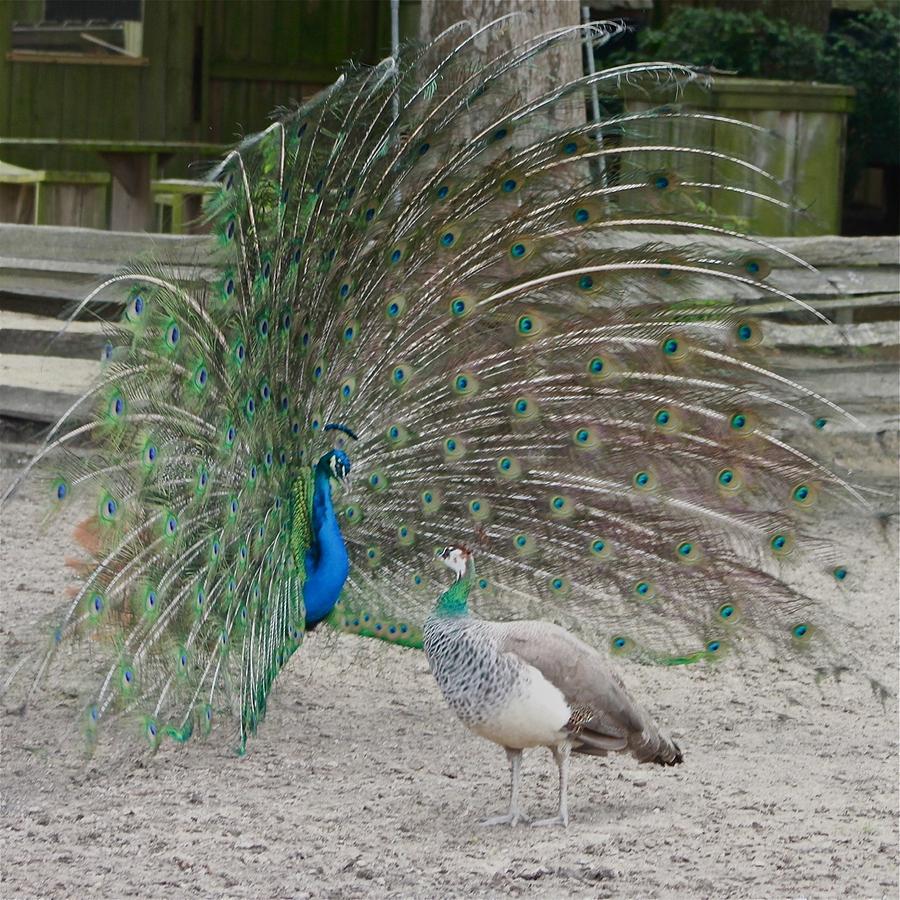 Peacock Courtship Photograph by Jeanne Juhos