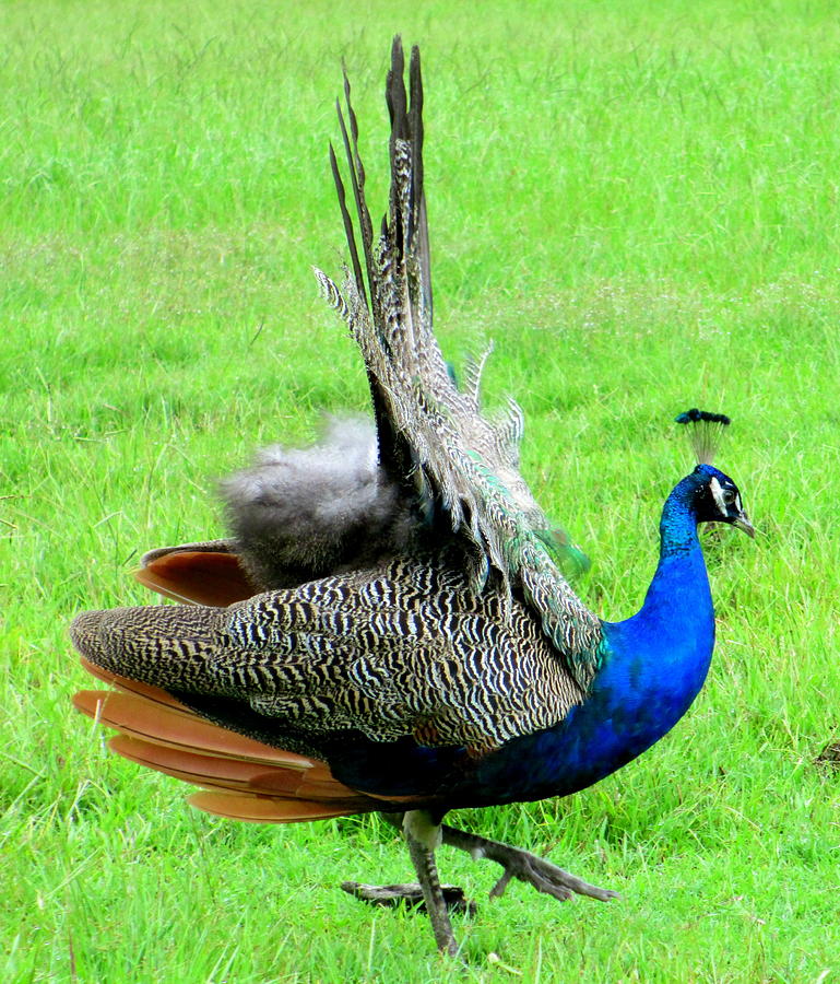 Peacock Courtship Photograph by Randall Weidner