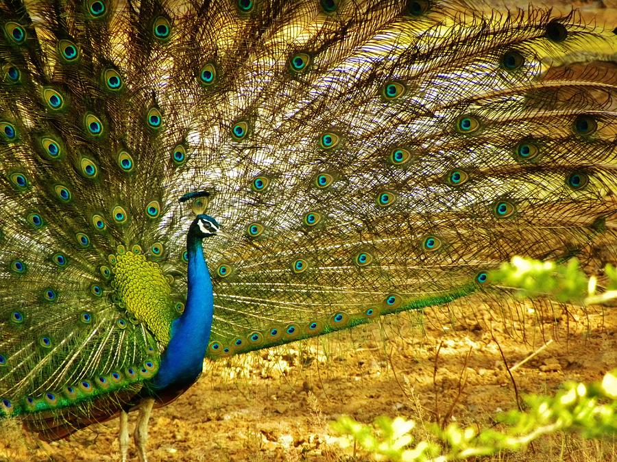 Peacock dance Photograph by Indunil Dissanayake