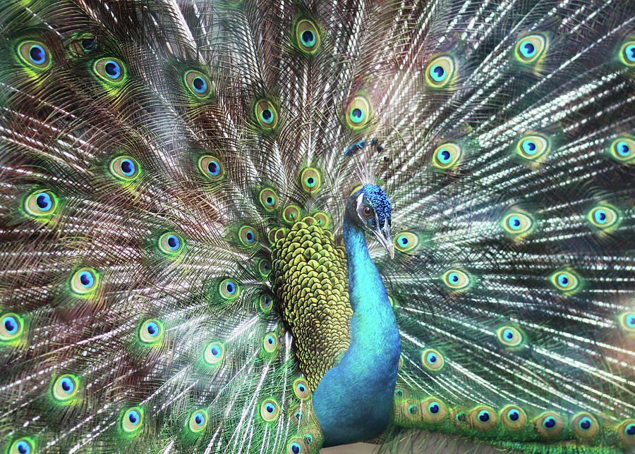 Peacock Dance Photograph by Pinnee