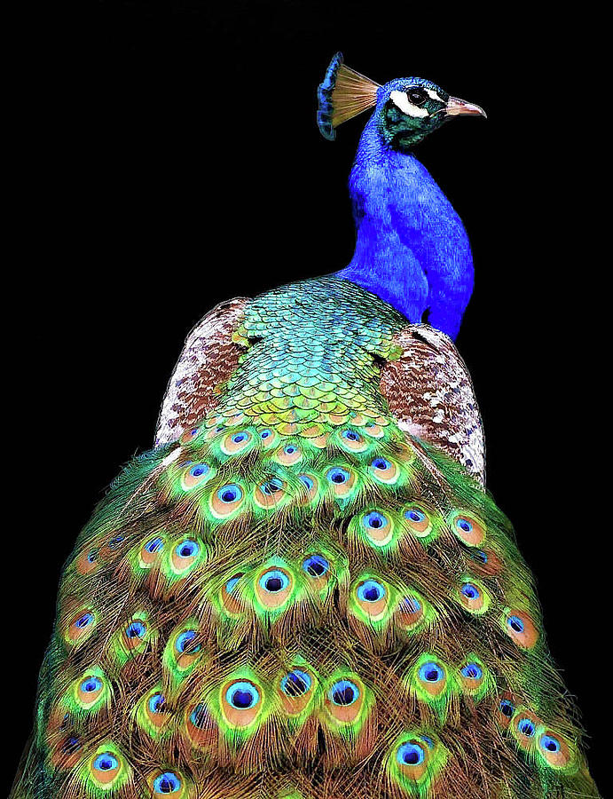 Peacock Photograph - Peacock by Danny Mendoza