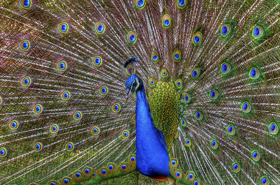 Peacock Photograph by Danny Wilson - Fine Art America