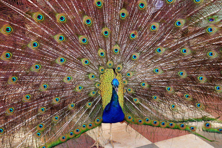 Peacock Photograph by David Hart