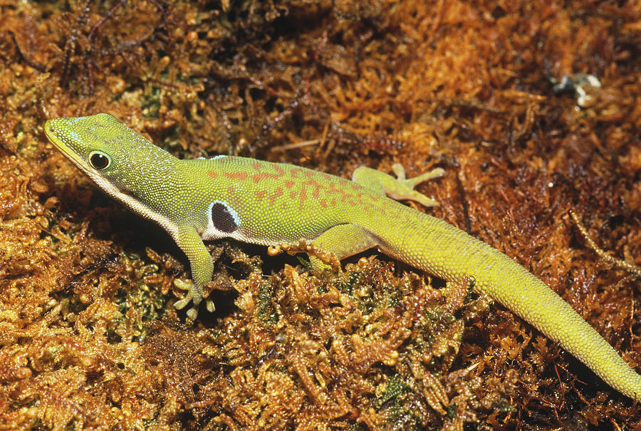 Peacock Day Gecko Photograph by John Mitchell
