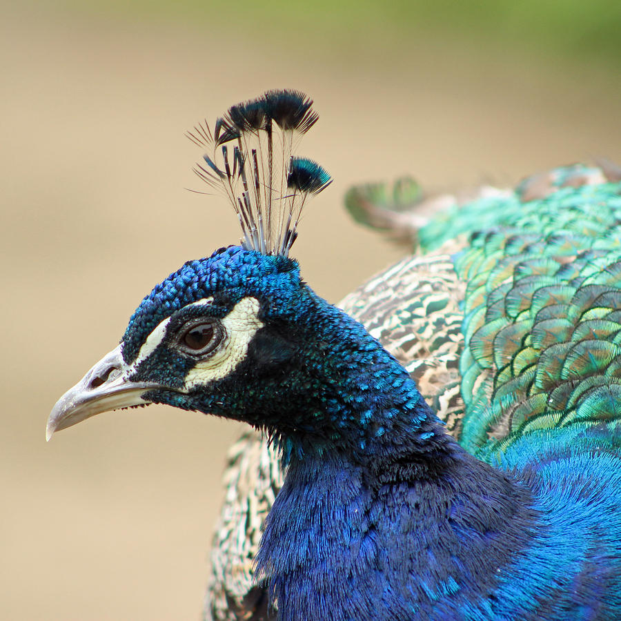 Peacock Photograph by Deana Glenz