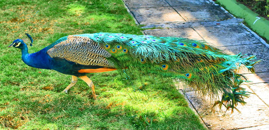 Peacock Photograph by Debbie Levene