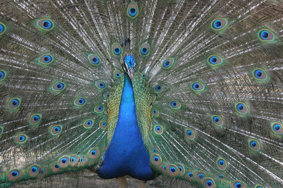 Peacock Photograph By Dervent Wiltshire - Fine Art America