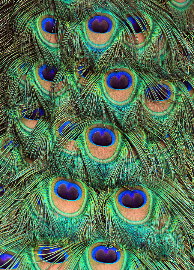 Peacock Detail II Photograph by Larry Nieland